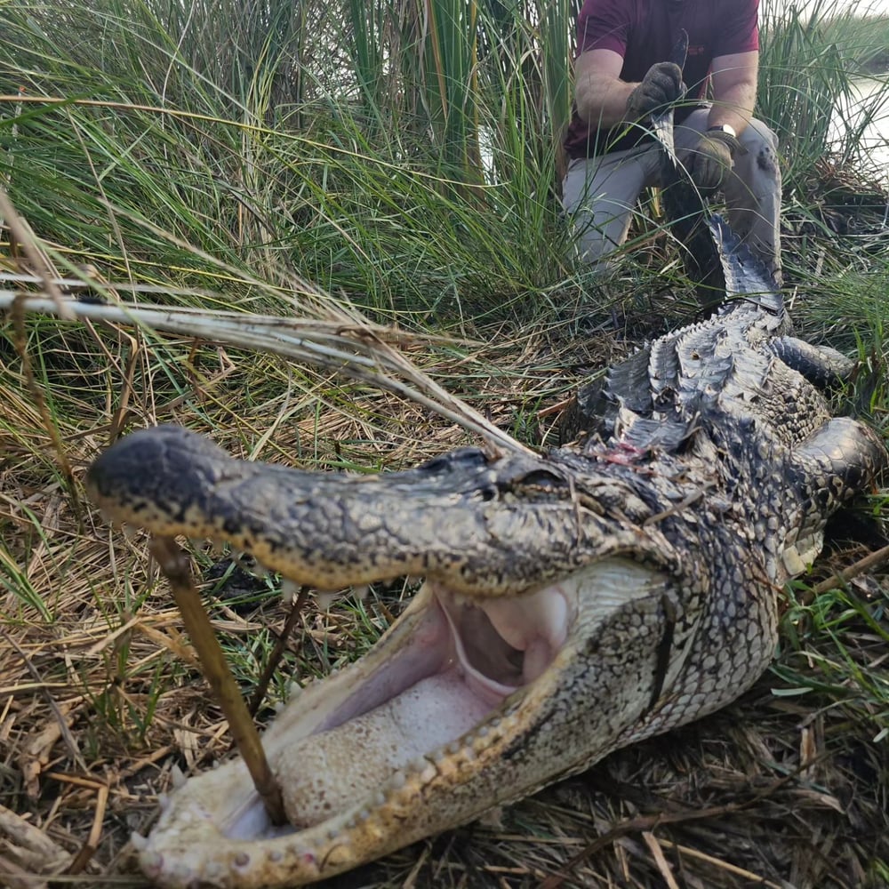 Texas Alligator Hunt (Archery Available) In Beaumont