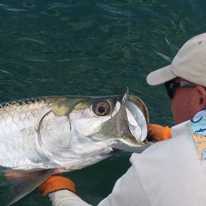 Tarpon On Natural Bait In Islamorada