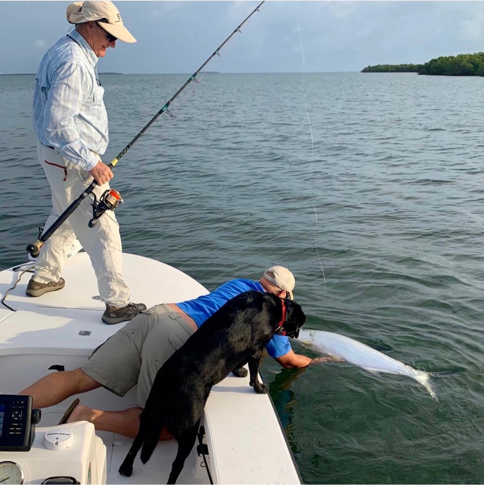 Tarpon On Natural Bait In Islamorada