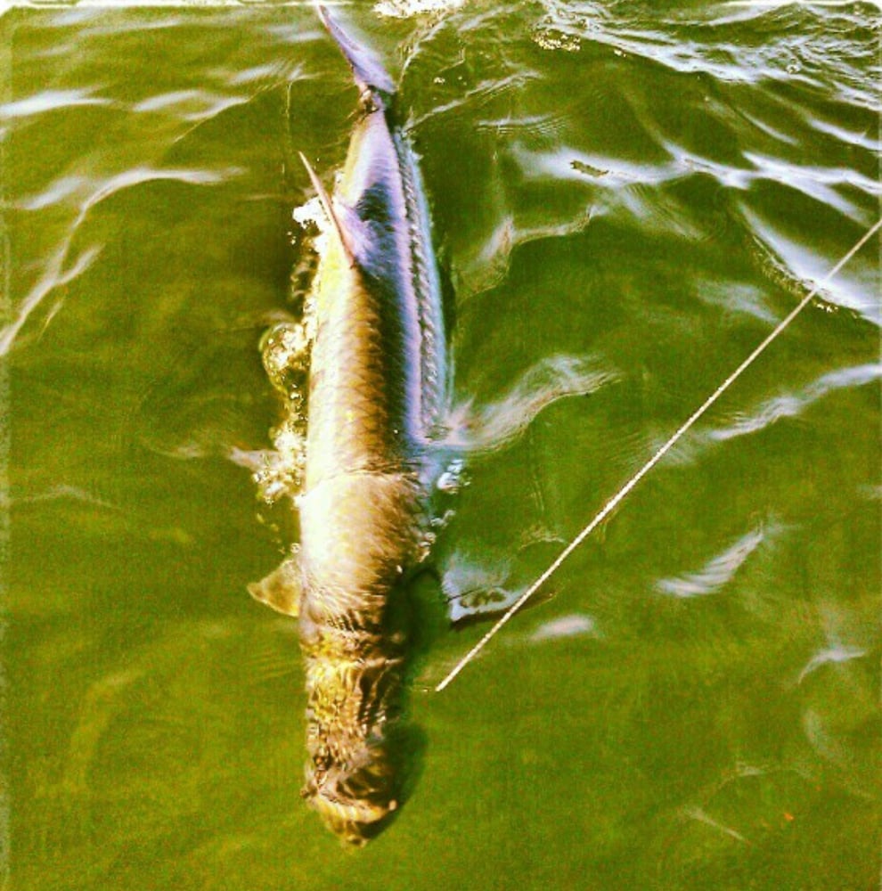 Tarpon On Natural Bait In Islamorada