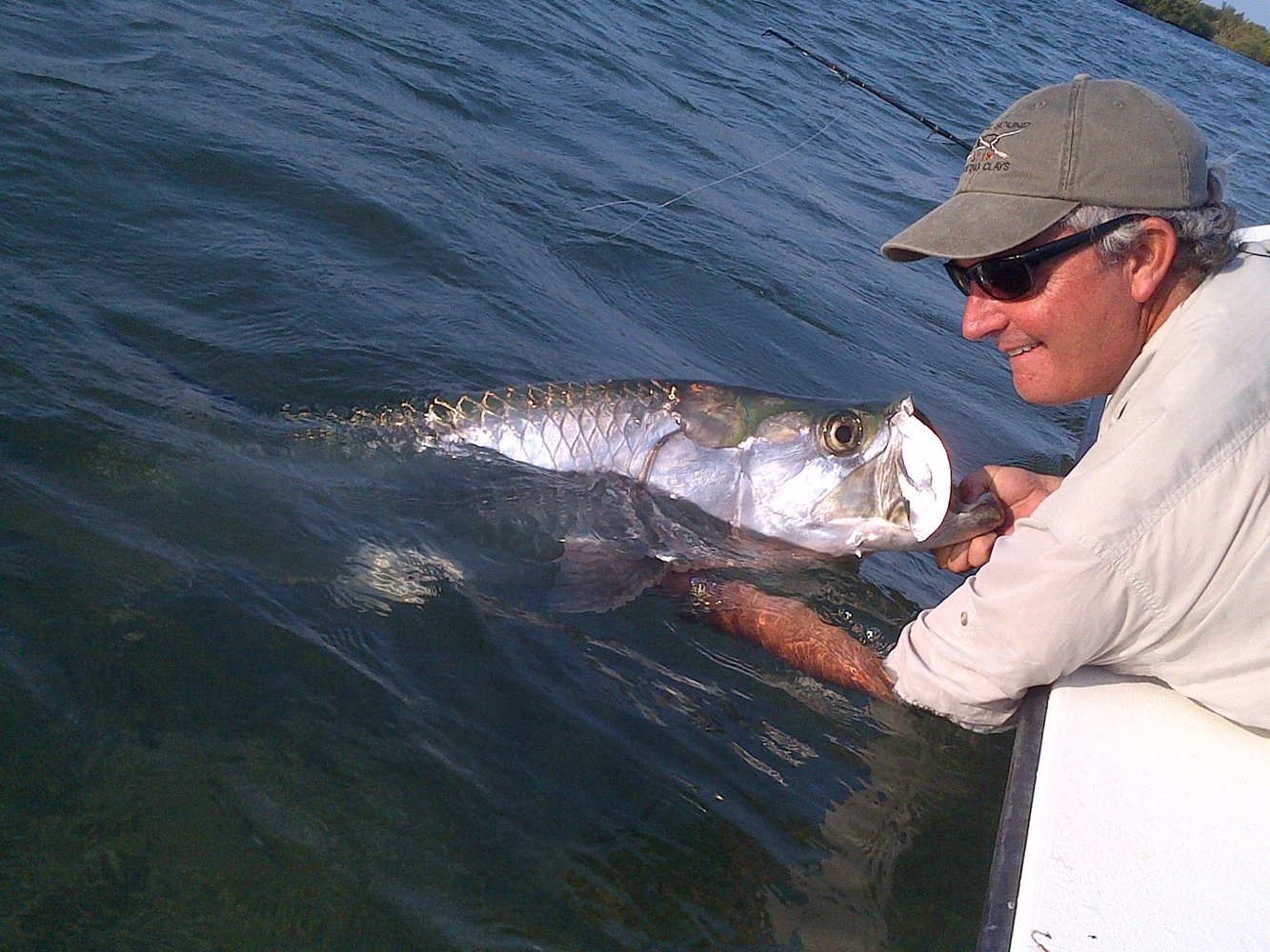 Tarpon On Natural Bait In Islamorada