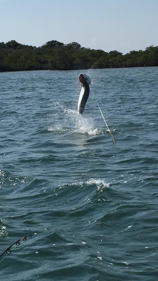 Tarpon On Natural Bait In Islamorada