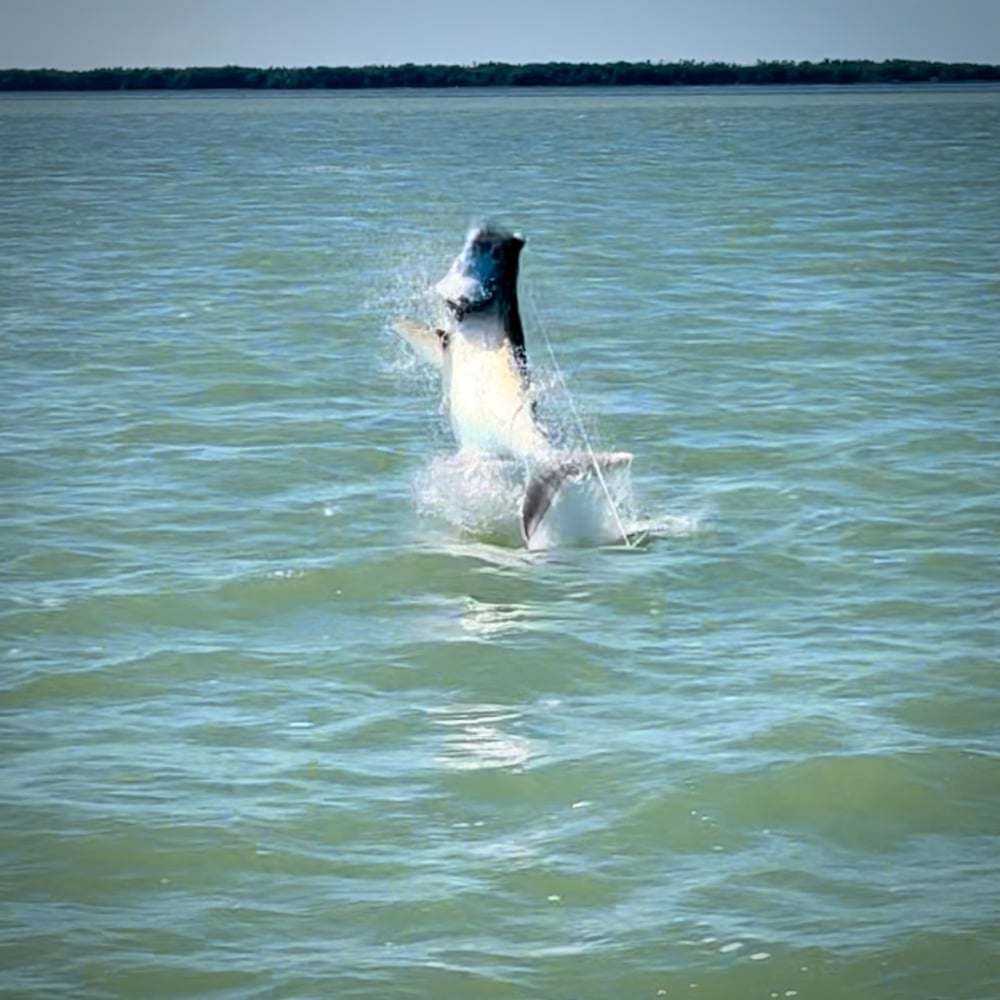 Tarpon On Natural Bait In Islamorada