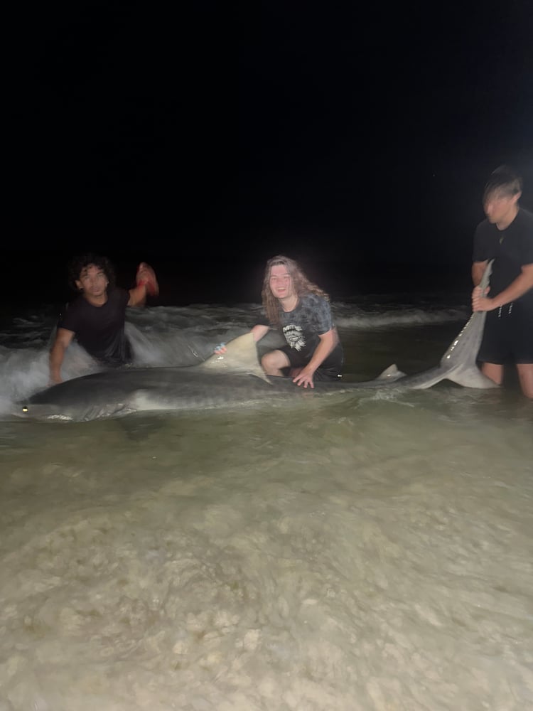 Shark Fishing In Destin