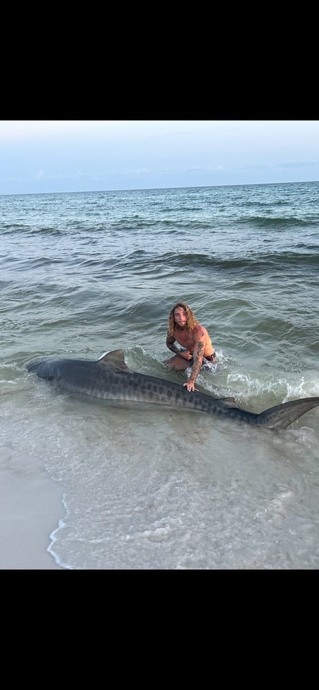 Shark Fishing In Destin