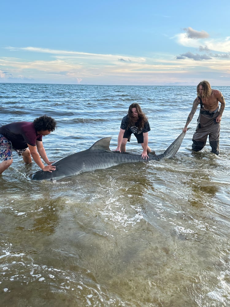 Shark Fishing In Destin