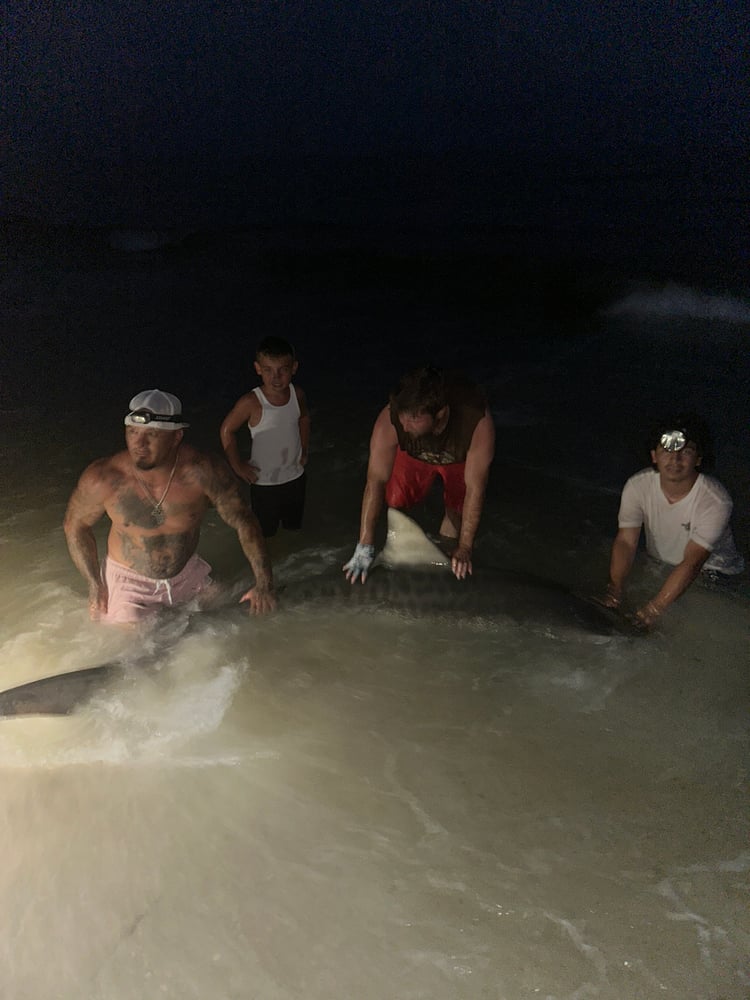 Shark Fishing In Destin