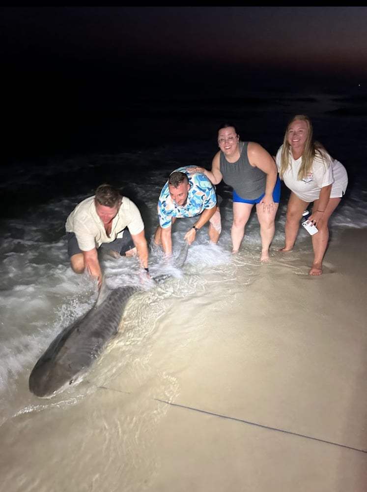 Shark Fishing In Destin