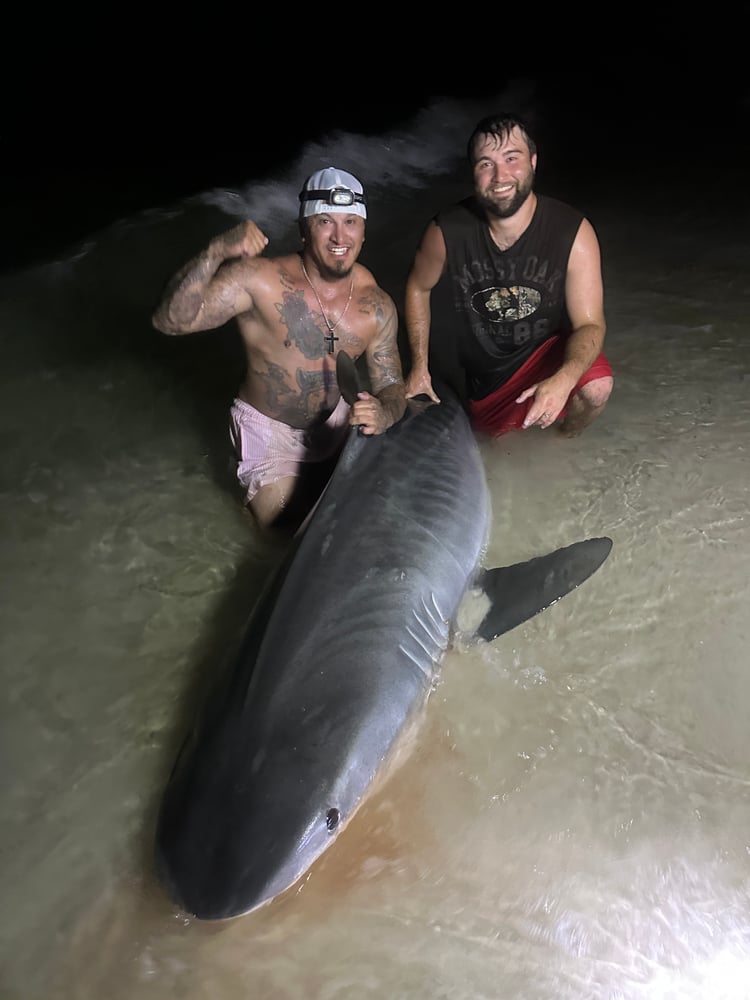 Shark Fishing In Destin