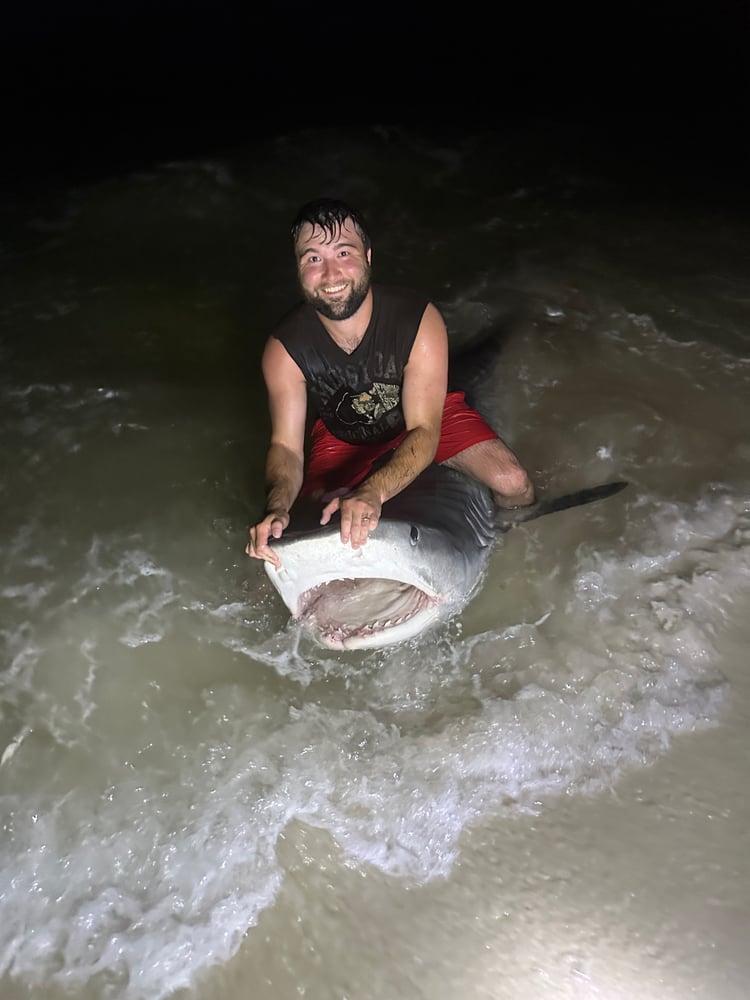 Shark Fishing In Destin