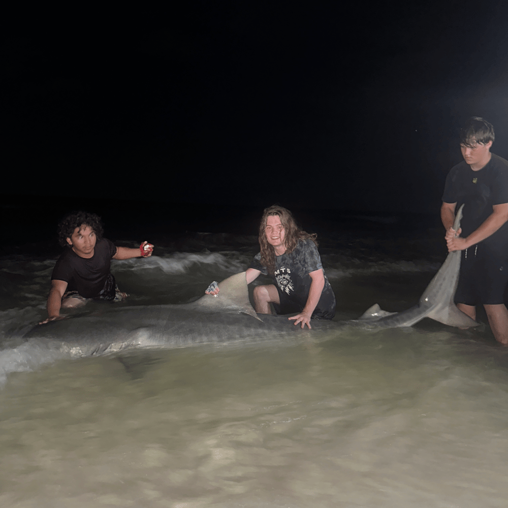 Shark Fishing In Destin