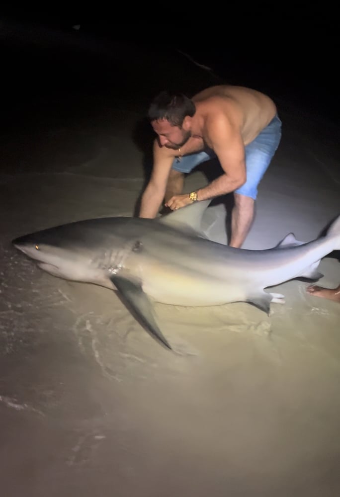 Shark Fishing In Destin