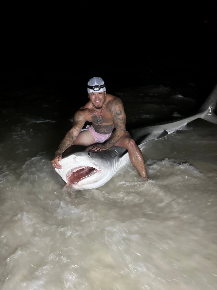 Shark Fishing In Destin