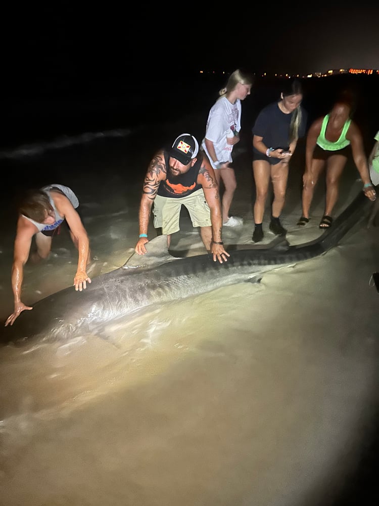 Shark Fishing In Destin