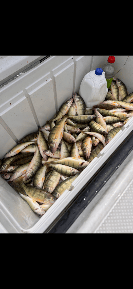 Lake Erie Yellow Perch Charter In Oak Harbor