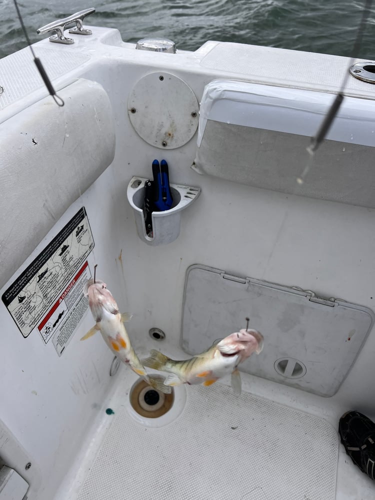 Lake Erie Yellow Perch Charter In Oak Harbor