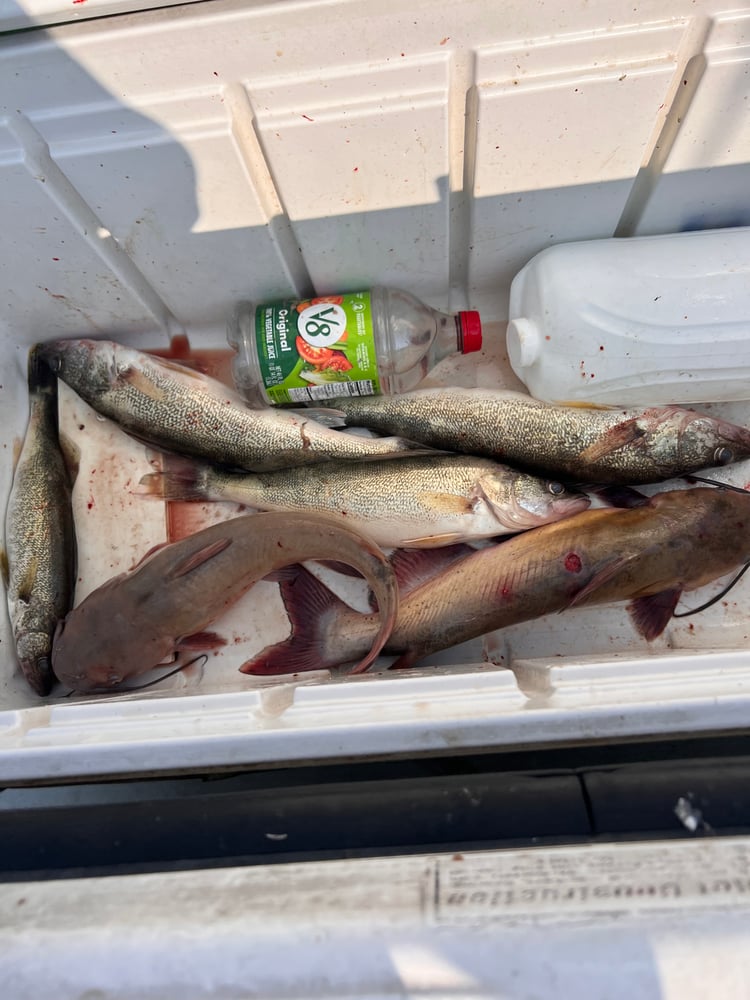 Lake Erie Yellow Perch Charter In Oak Harbor