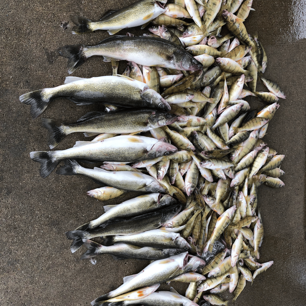 Lake Erie Yellow Perch Charter In Oak Harbor