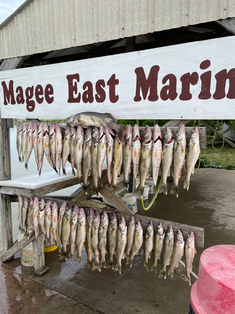 Lake Erie Trophy Walleye Trip In Oak Harbor