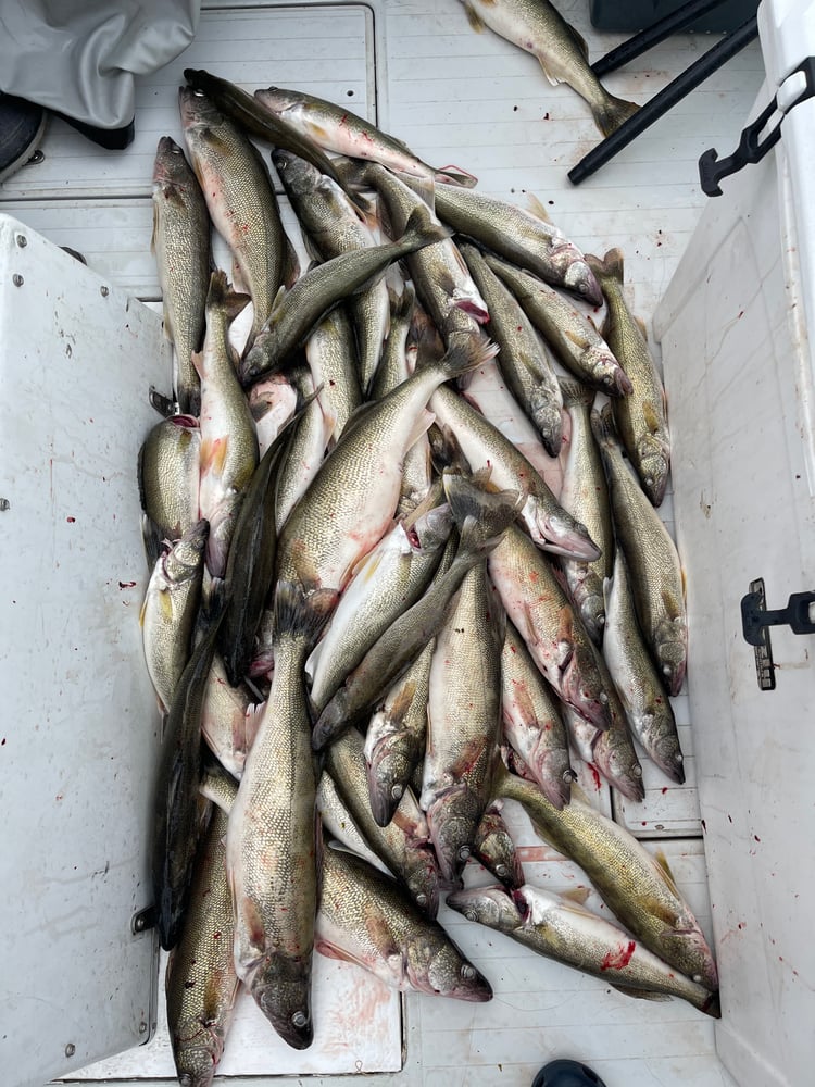 Lake Erie Trophy Walleye Trip In Oak Harbor