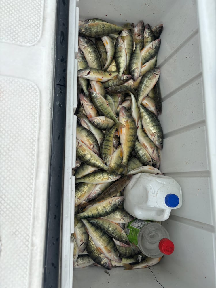 Afternoon Trip Walleye Or Perch In Oak Harbor