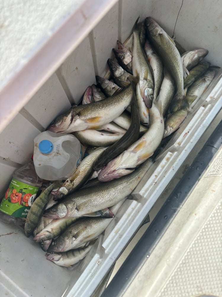 Short Day Trip Perch Or Walleye In Oak Harbor