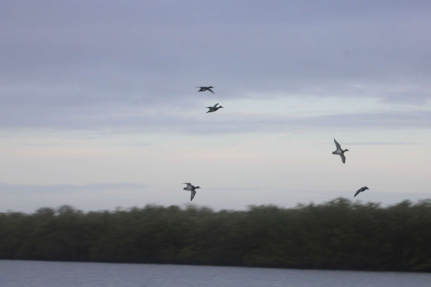 Duck Hunt Trip In Daytona Beach