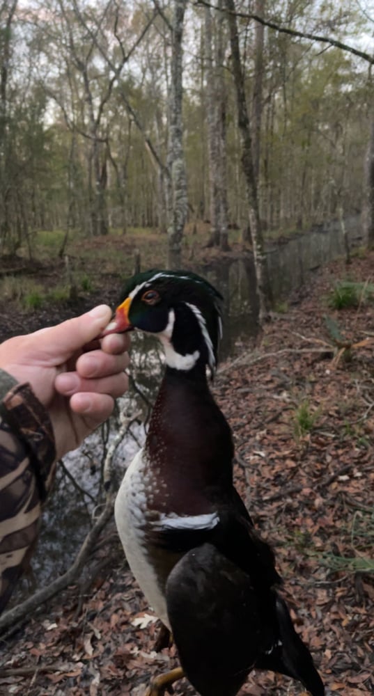 Duck Hunt Trip In Daytona Beach