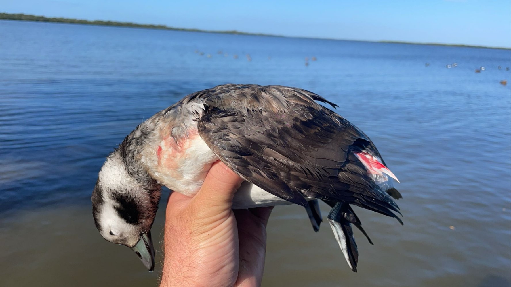 Duck Hunt Trip In Daytona Beach