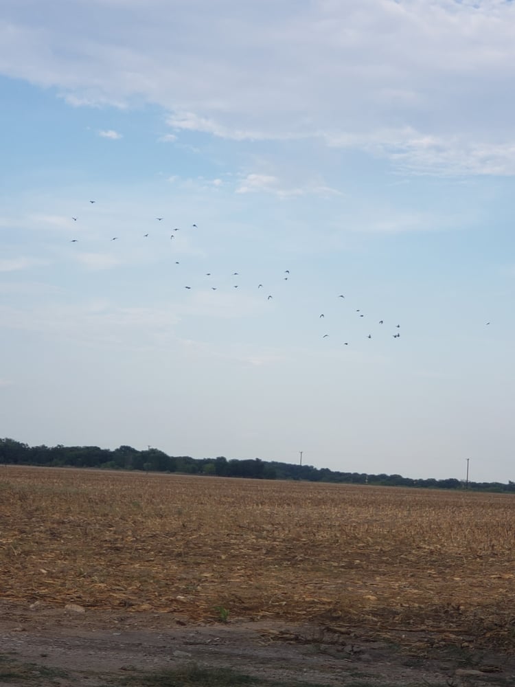 South Texas Dove Hunt In Natalia