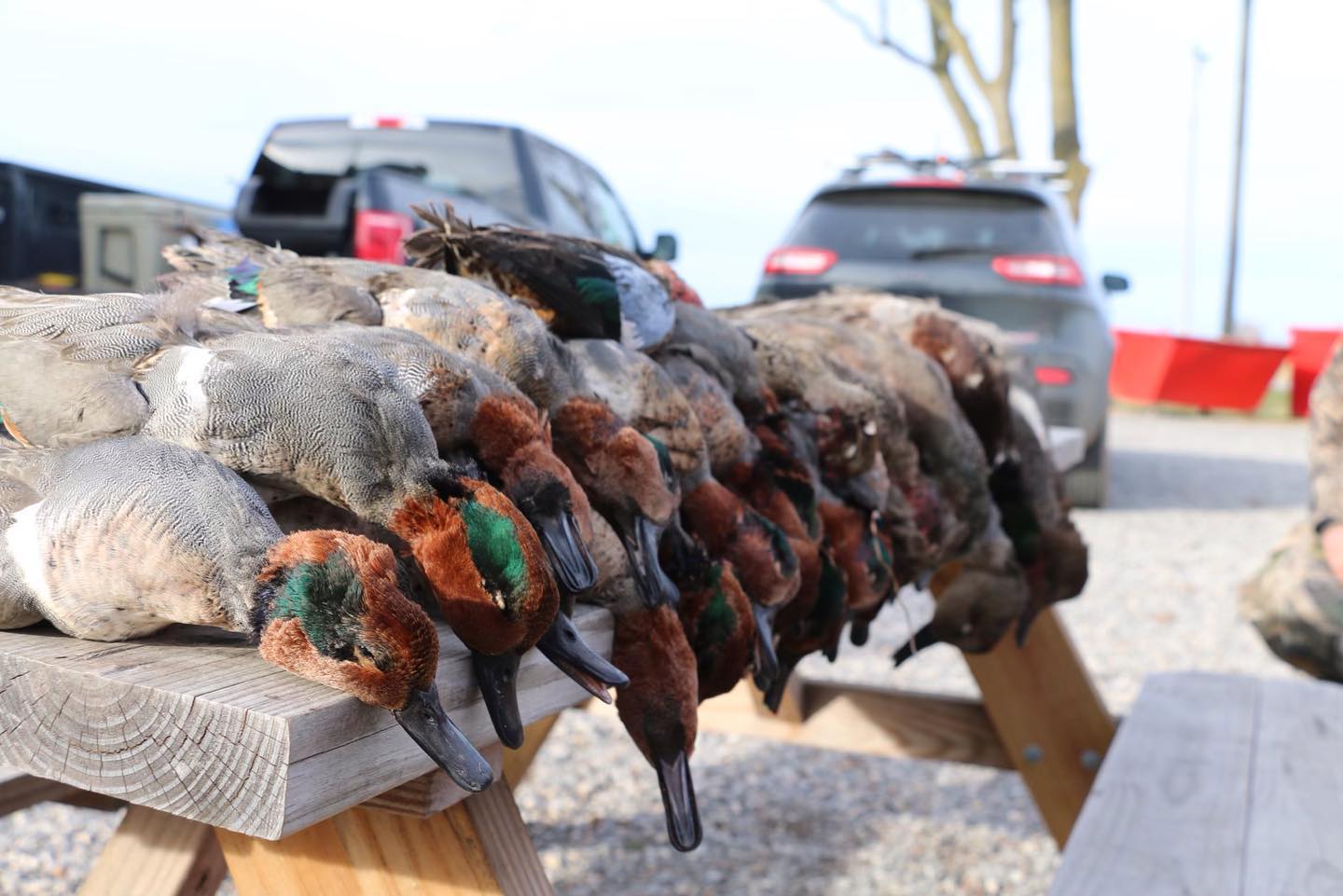 Bootheel Rice / Timber Hunt In Hornersville