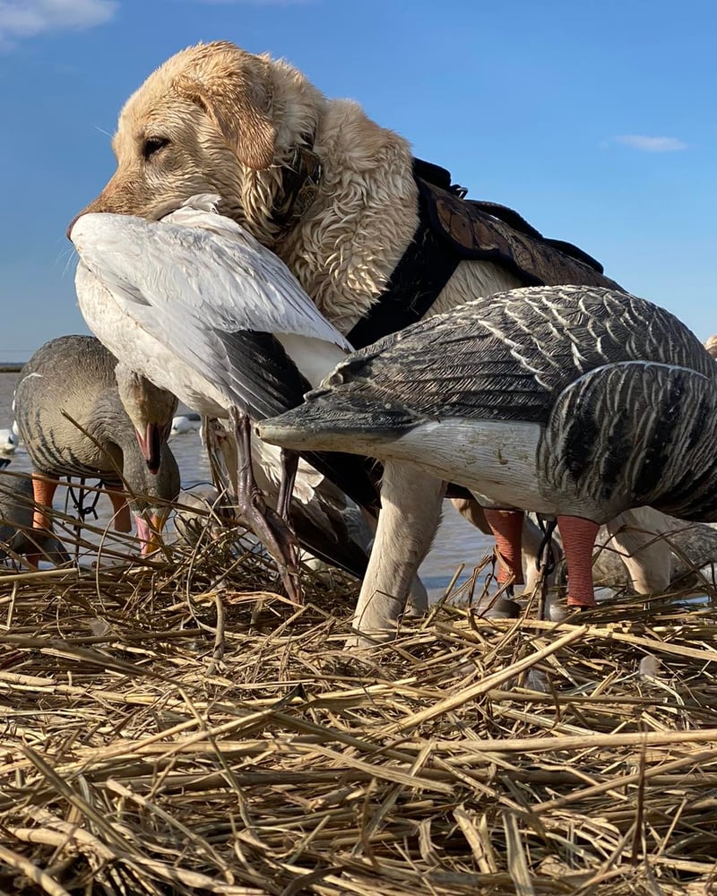 Bootheel Rice / Timber Hunt In Hornersville