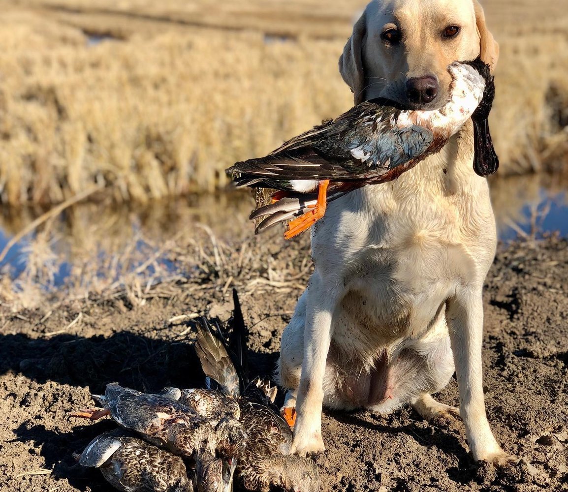 Hornersville, Missouri Duck Hunts In Hornersville