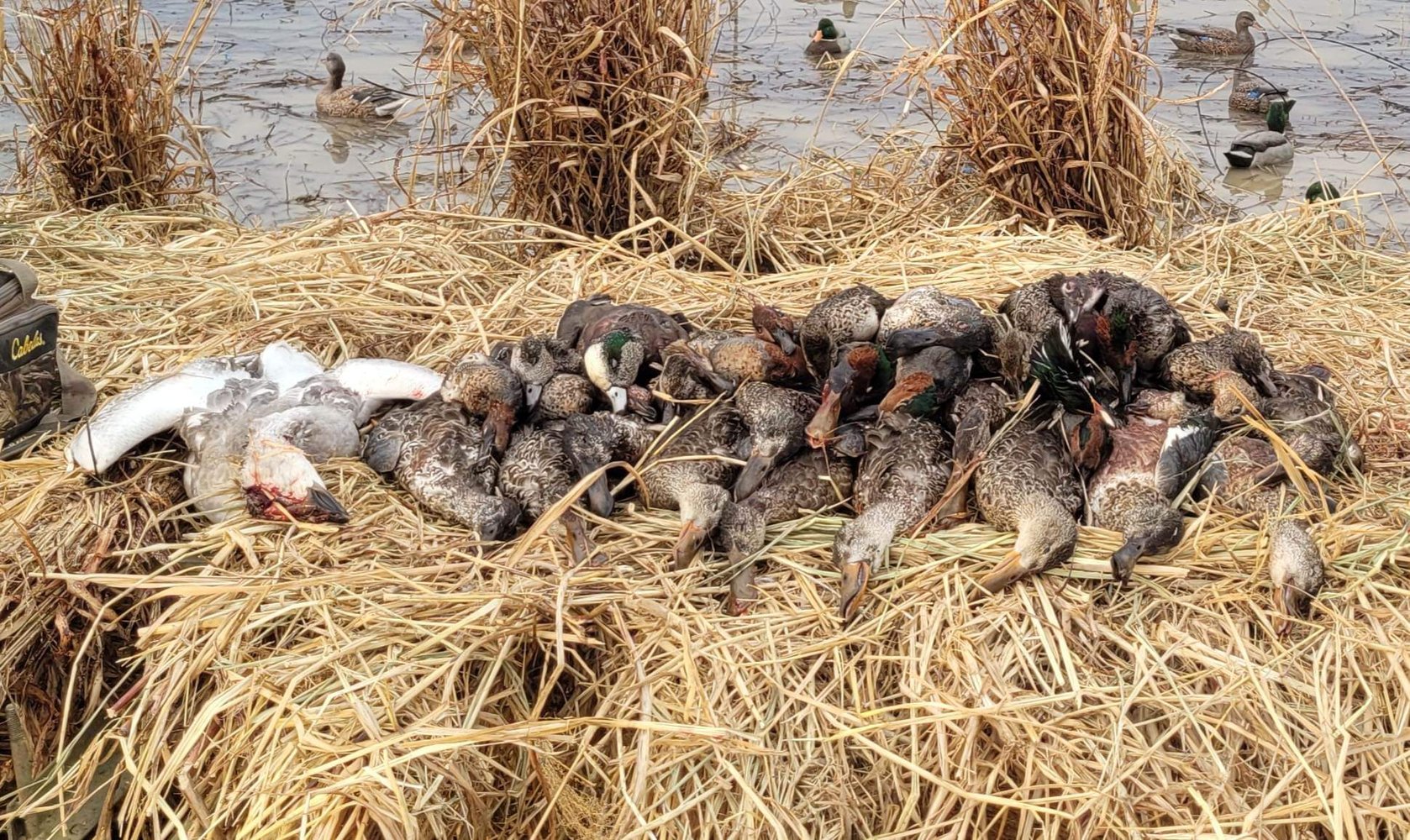 Hornersville, Missouri Duck Hunts In Hornersville