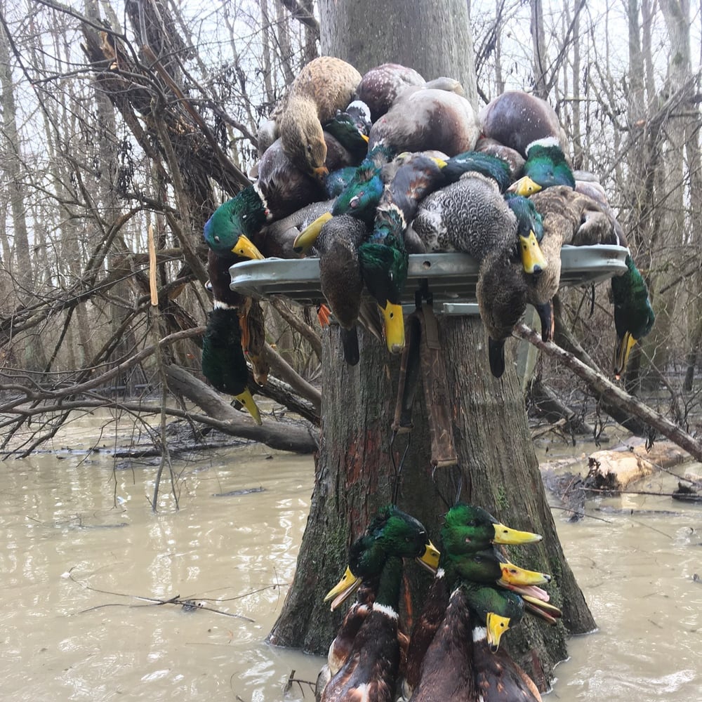 Hornersville, Missouri Duck Hunts In Hornersville