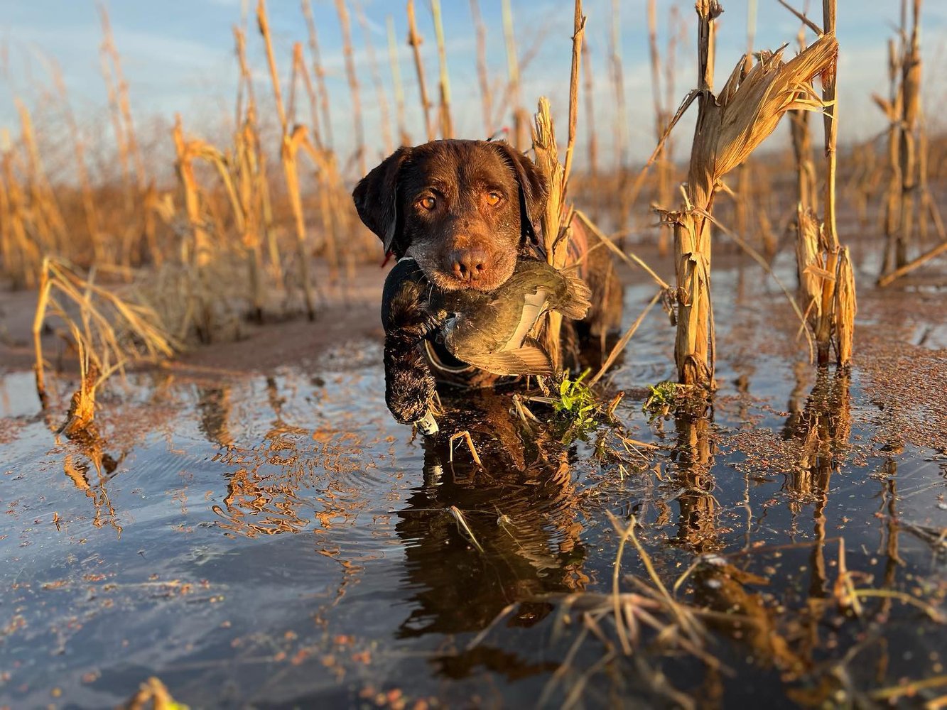 Deering, Missouri Duck Hunts In Deering