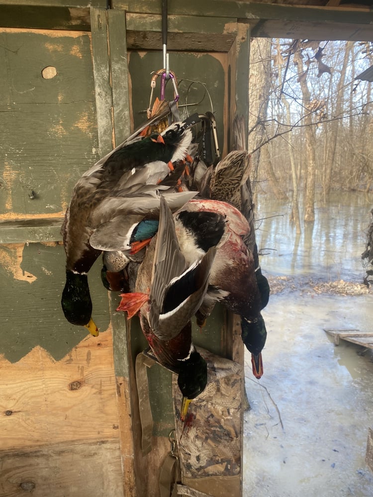 Deering, Missouri Duck Hunts In Deering