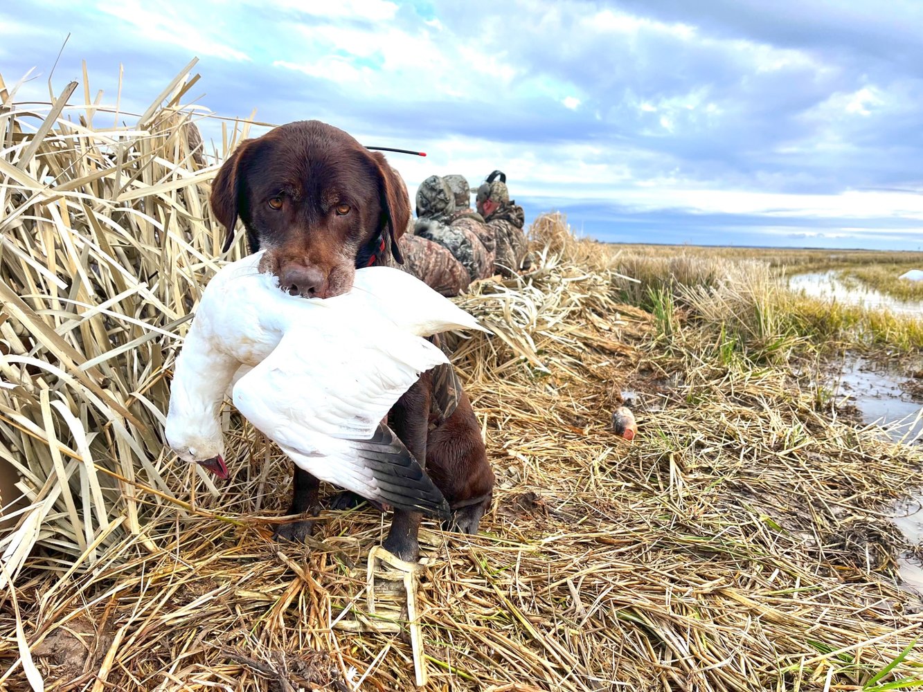 Deering, Missouri Goose Hunt In Deering