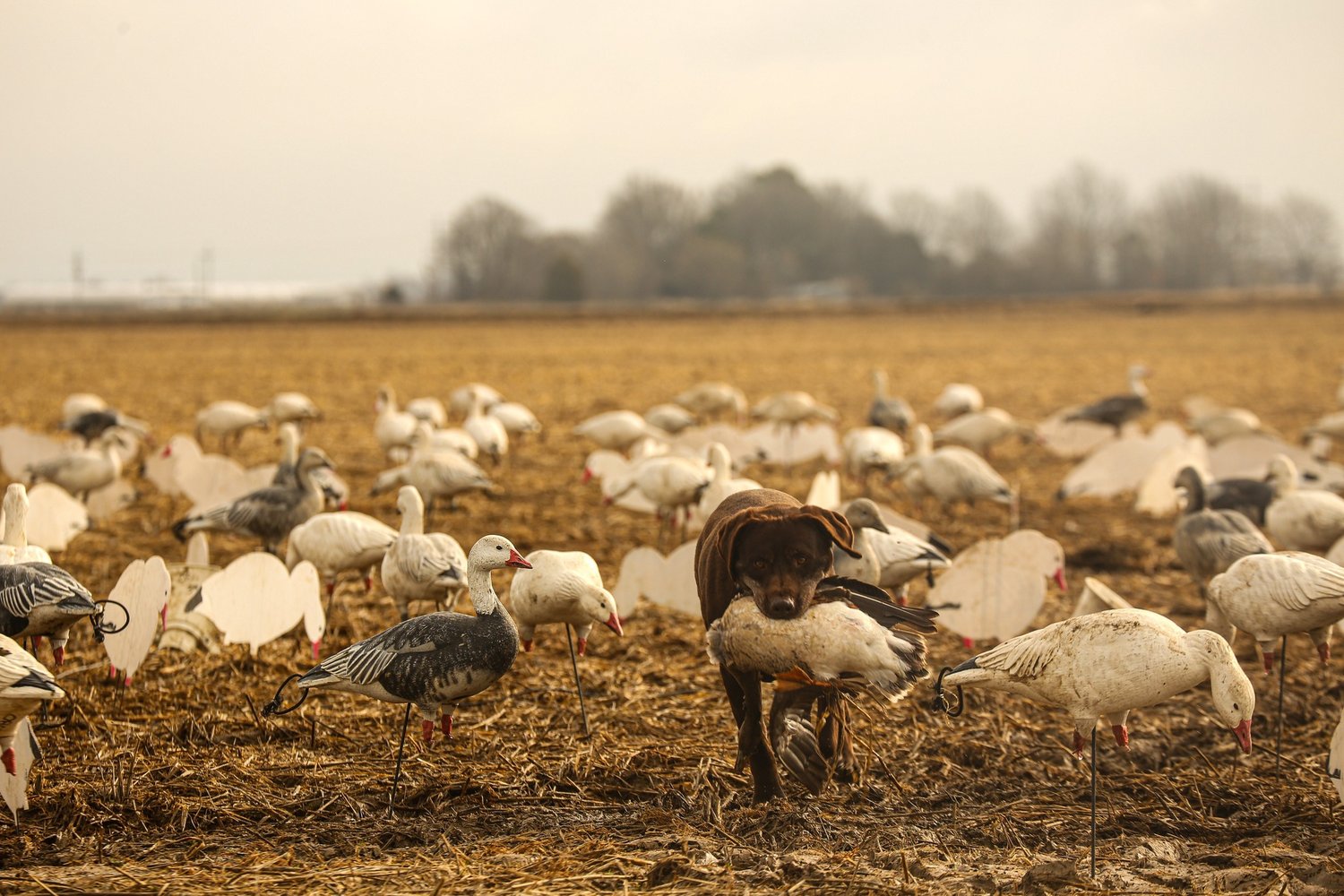 Deering, Missouri Goose Hunt In Deering