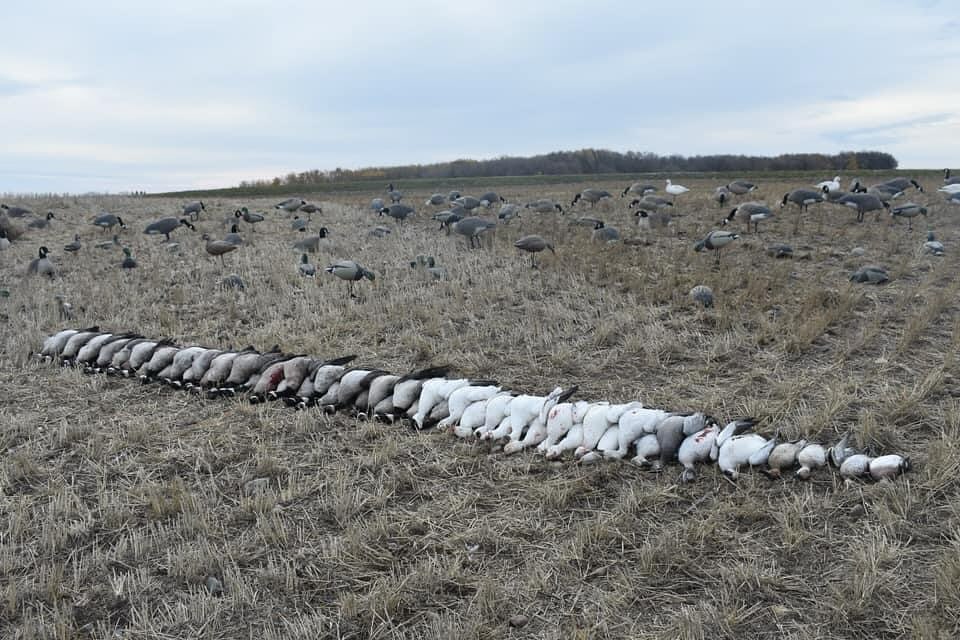 Deering, Missouri Goose Hunt In Deering