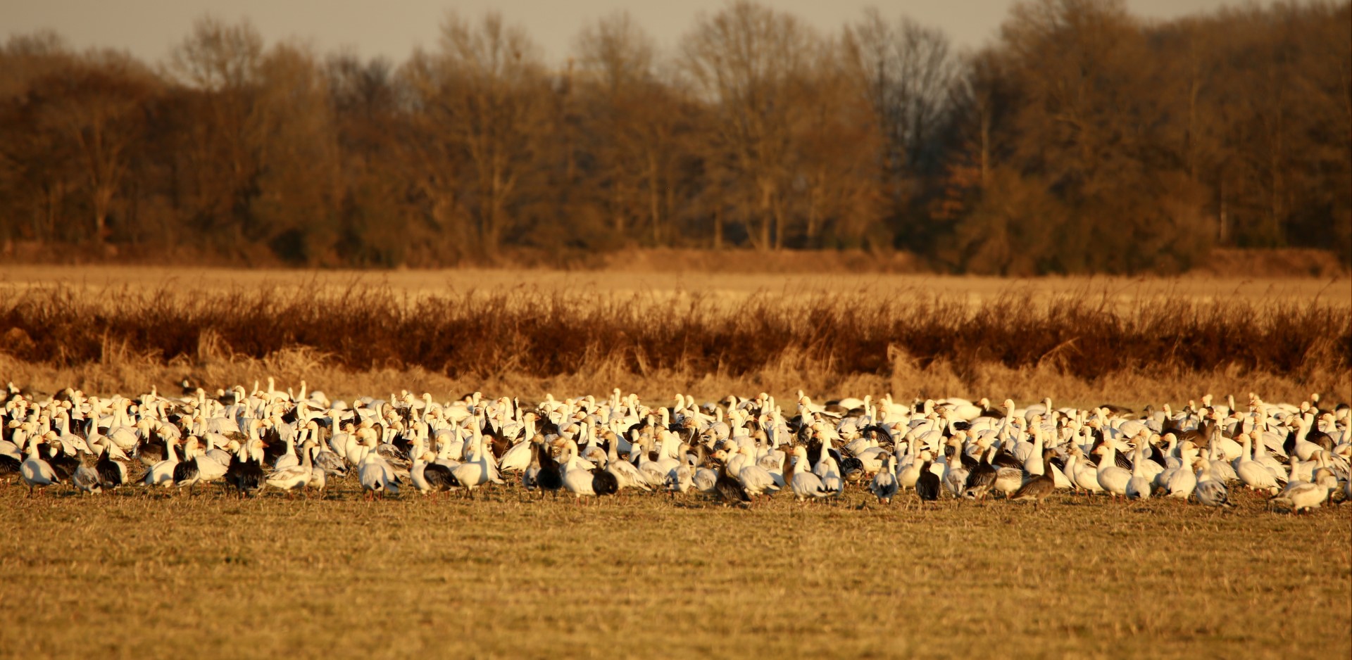 Deering, Missouri Goose Hunt In Deering