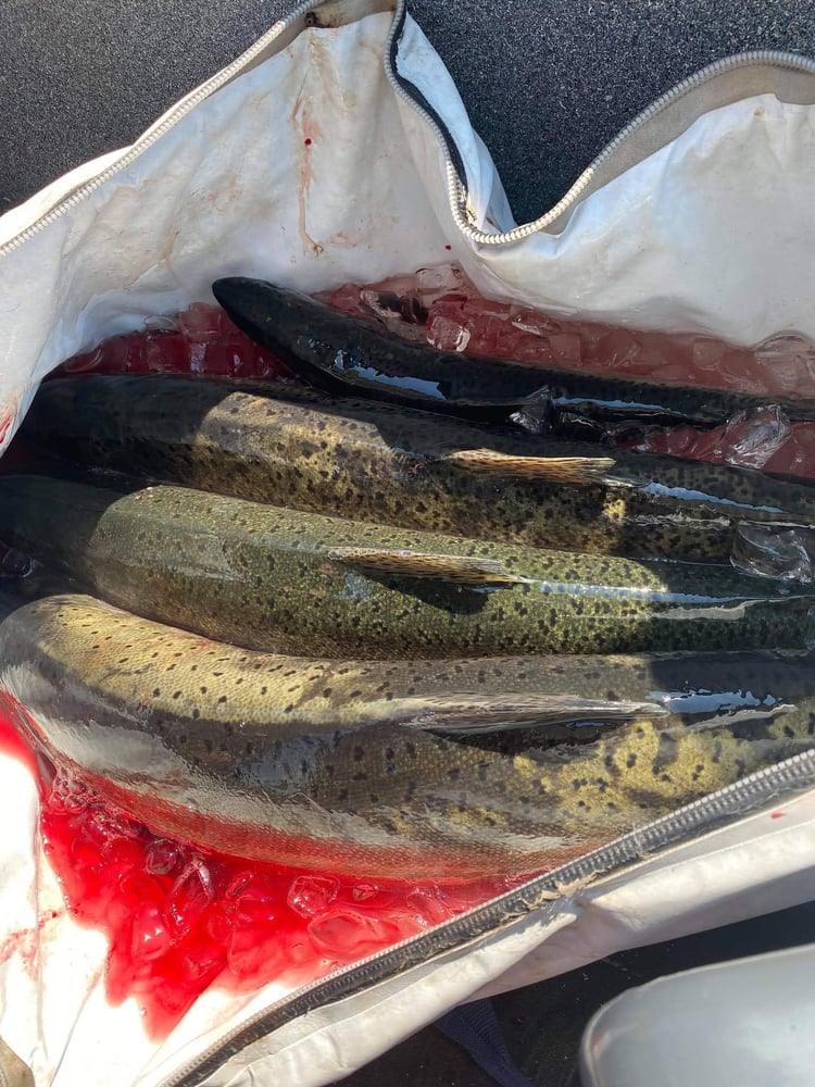 Tri Cities Fall Chinook In Richland