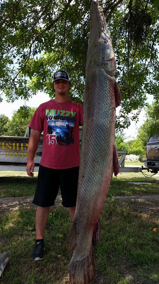 3 Day Alligator Gar Bowfishing In Houston