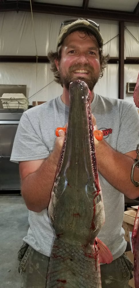 "Alpha" Alligator Gar Bowfishing In Houston