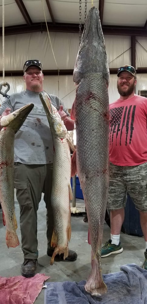 Trophy Alligator Gar Bowfishing In Houston