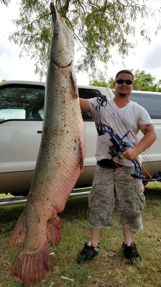 Trophy Alligator Gar Bowfishing In Houston