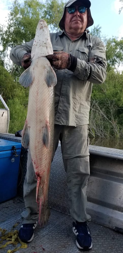 Trophy Alligator Gar Bowfishing In Houston