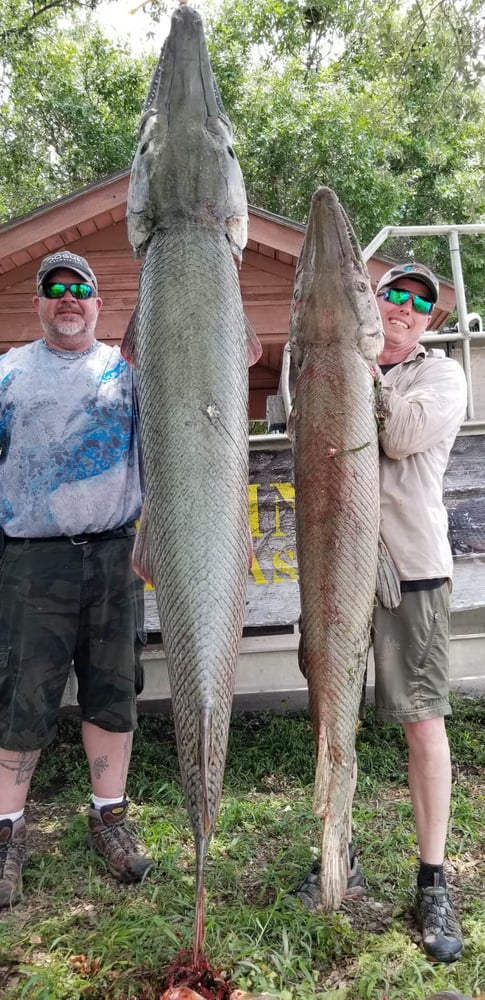 "Alpha" Alligator Gar Bowfishing In Houston