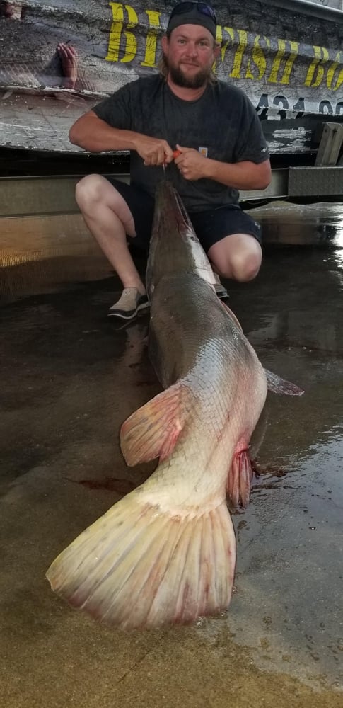 "Alpha" Alligator Gar Bowfishing In Houston