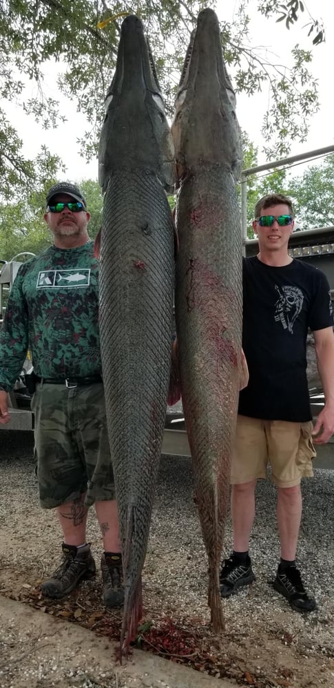 "Alpha" Alligator Gar Bowfishing In Houston